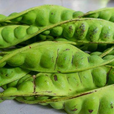 Green curved seeds pods in close up