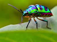 A colourful beetle on a green leaf