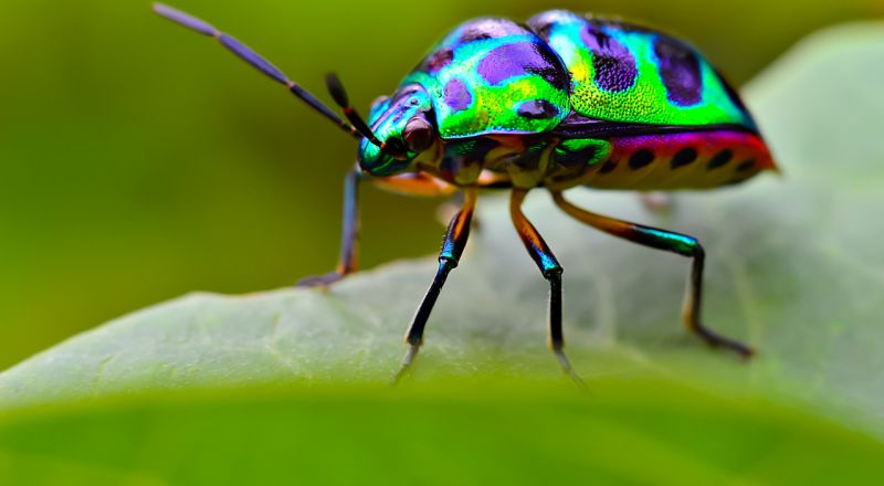 A colourful beetle on a green leaf